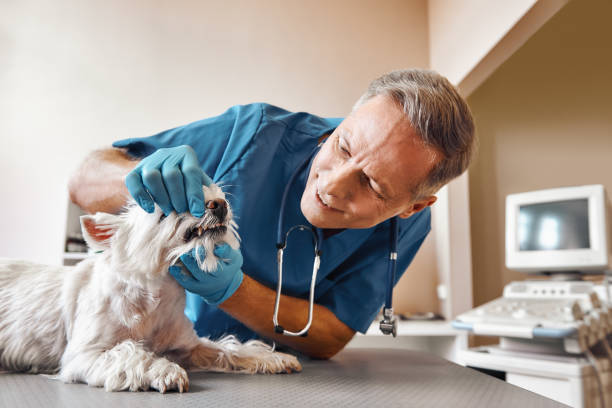 Best Emergency Dental Surgery in Mona, UT